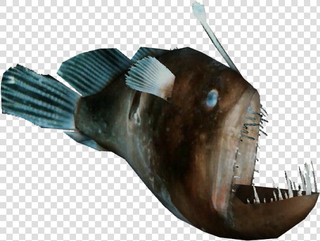 Anglerfish   Png Download   Zoo Tycoon 2 Anglerfish  Transparent PngTransparent PNG