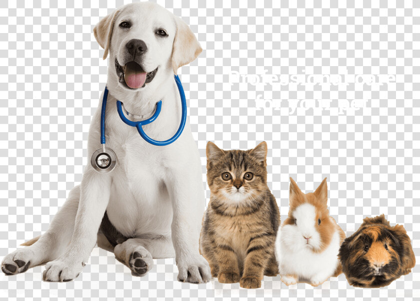 Labrador Sitting Pet Veterinarian Pets Puppy Retriever   Dog Cat Guinea Pig  HD Png DownloadTransparent PNG