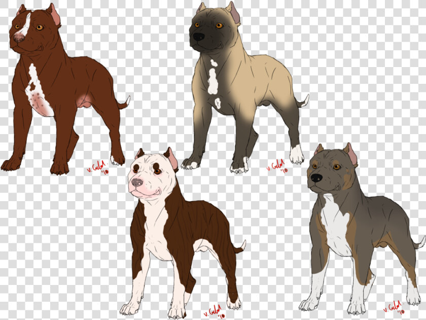 American Bully American Pit Bull Terrier American Bulldog  HD Png DownloadTransparent PNG