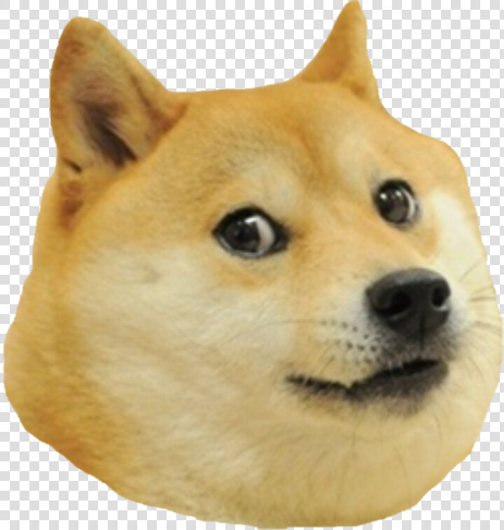  dog  doguedebordeaux  doge  smile  sacado  lomejor   Doge T Shirt Roblox  HD Png DownloadTransparent PNG