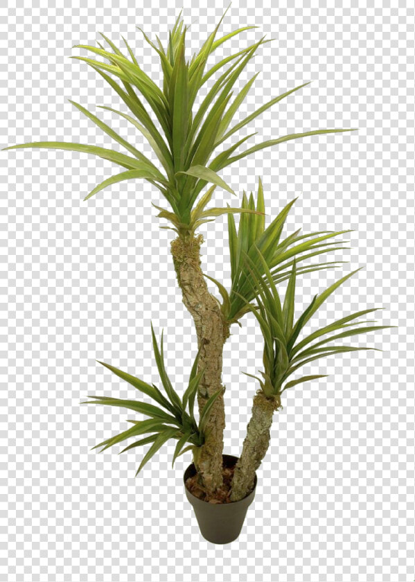 Yuca   Houseplant   Yucca Png  Transparent PngTransparent PNG