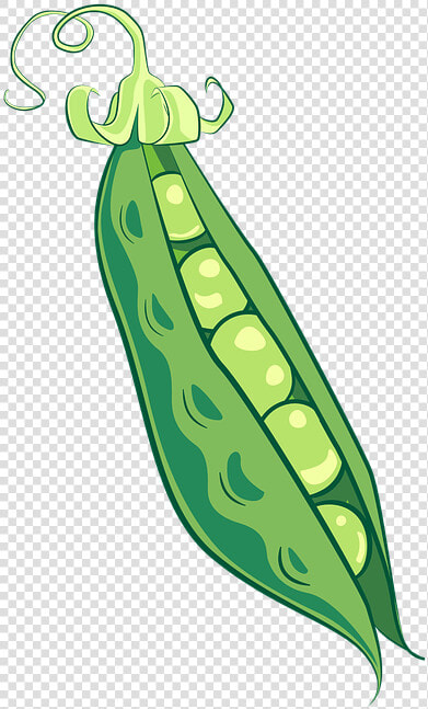 Peas  Pea Pod  Food  Vegetable  Healthy  Vegetarian   Pea Illustration  HD Png DownloadTransparent PNG