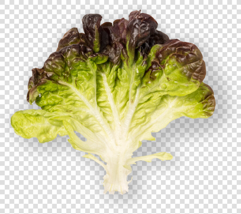 Romaine Lettuce  HD Png DownloadTransparent PNG