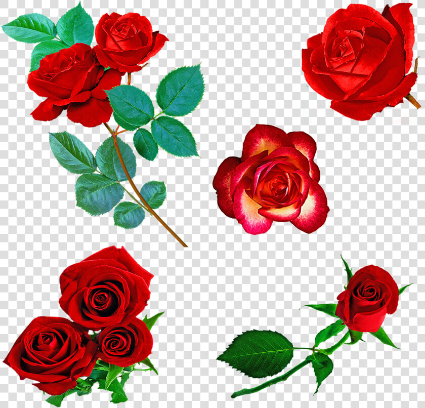 Rosas Vermelhas  Rosas  Red  Flor De Espinhos  Flor   Imagens De Rosas Vermelhas Em Png  Transparent PngTransparent PNG