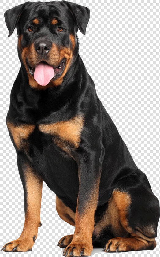 Rottweiler White Background  HD Png DownloadTransparent PNG