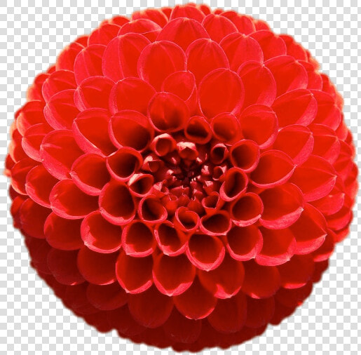 Red Pompom Chrysanthemum   Geometria En La Naturaleza  HD Png DownloadTransparent PNG