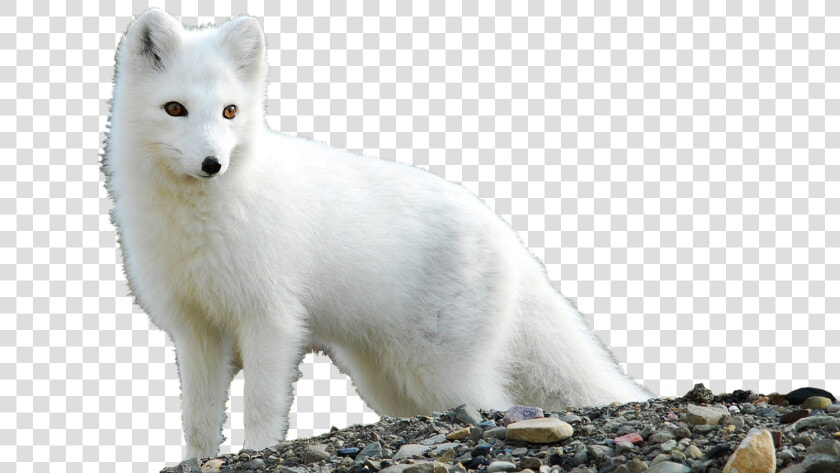 Arctic Fox Png   Arctic Cute Baby Fox  Transparent PngTransparent PNG