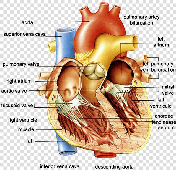 Transparent Circulatory System Png   Anatomy Of The Human Heart Diagram  Png DownloadTransparent PNG