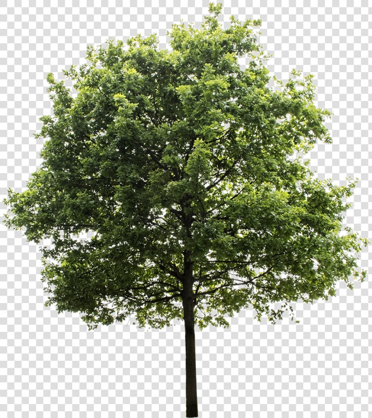 Tree Cutout Png   Transparent Background Tree Png  Png DownloadTransparent PNG