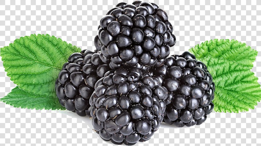 Boysenberry   Png Download   Blackberry Png  Transparent PngTransparent PNG