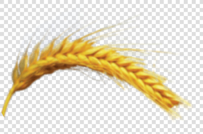 Khorasan Wheat  HD Png DownloadTransparent PNG