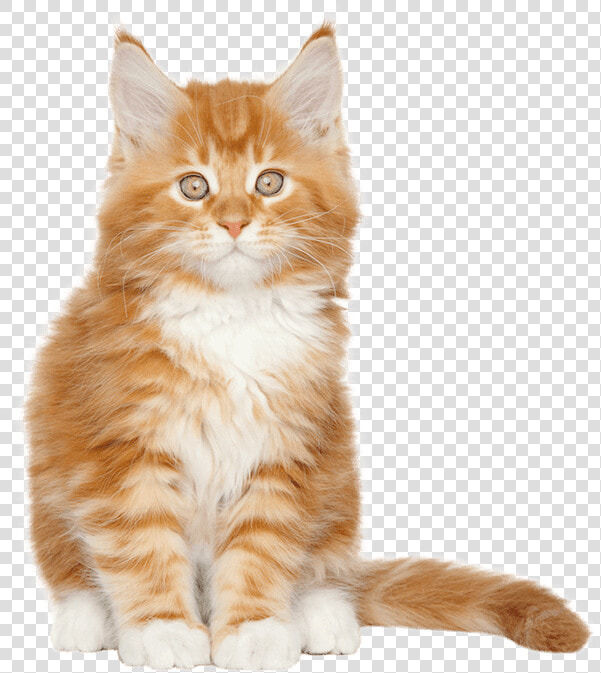 A Cat Sitting Down   Maine Coon  HD Png DownloadTransparent PNG