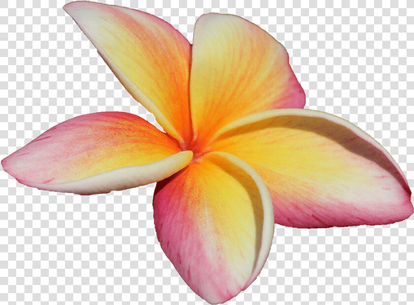 Frangipani  HD Png DownloadTransparent PNG