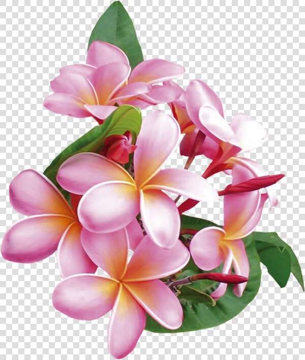 Frangipani  HD Png DownloadTransparent PNG