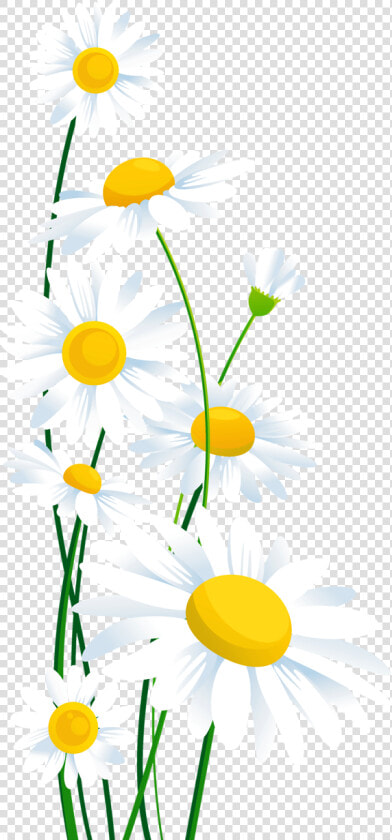 Common Daisy Clip Art   Transparent Background White Daisy Flower Clipart  HD Png DownloadTransparent PNG