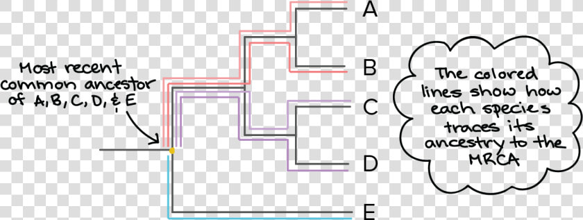 Phylogenetic Tree Root  HD Png DownloadTransparent PNG