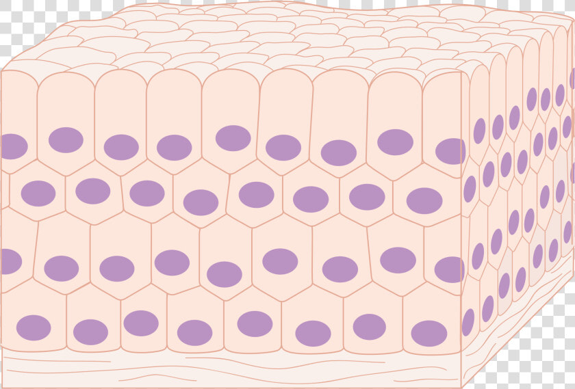 Tissue Png Page   Cell Tissue Png  Transparent PngTransparent PNG