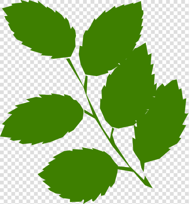 Mint Leaf Vector   Green Leaves Clip Art  HD Png DownloadTransparent PNG