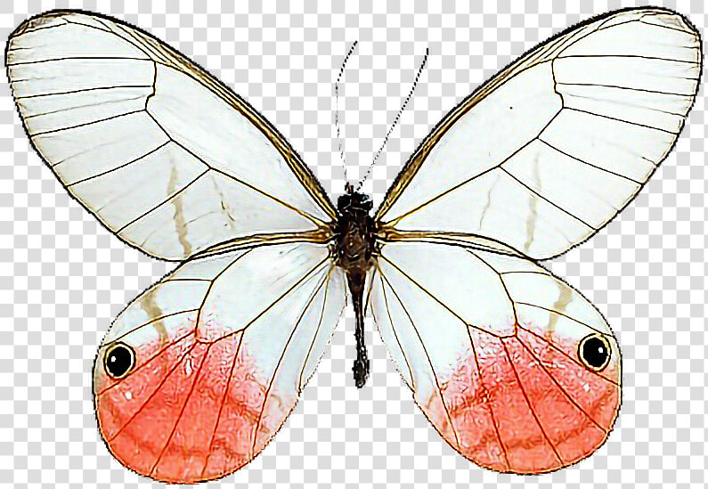 Glasswing Butterfly Cithaerias Milkweed Butterflies   Pink Tipped Satyr Butterfly  HD Png DownloadTransparent PNG