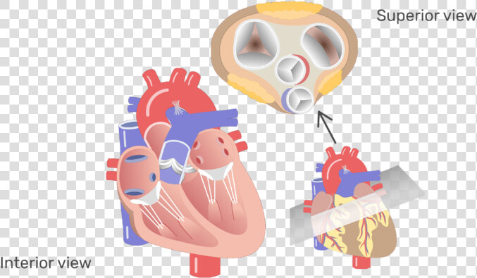 The Four Valves Of The Heart Animation Slide   Transparent Human Heart Valves  HD Png DownloadTransparent PNG