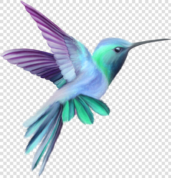 Orchid Drawing Hummingbird   Pink And Purple Hummingbird  HD Png DownloadTransparent PNG