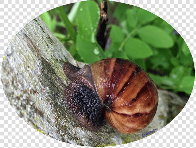 Caracol Africano 2   Snail  HD Png DownloadTransparent PNG