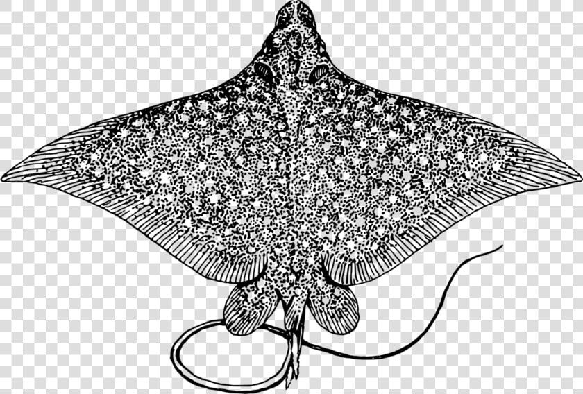 Spotted Eagle Ray Giant   Spotted Eagle Ray  HD Png DownloadTransparent PNG