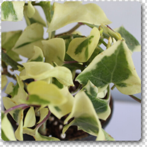 Houseplant  HD Png DownloadTransparent PNG