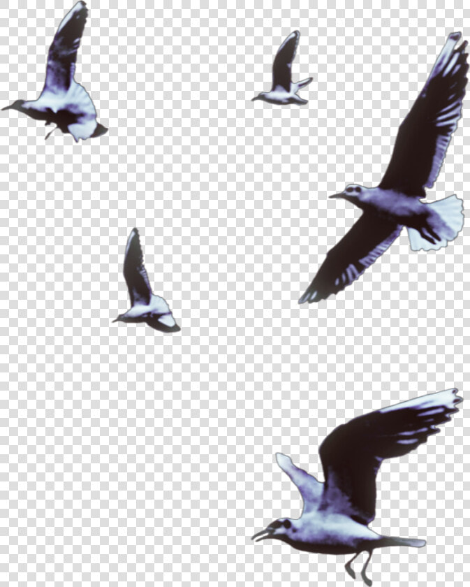  seagulls  birds  flying  animals  vipshoutout Bird   Flock  HD Png DownloadTransparent PNG