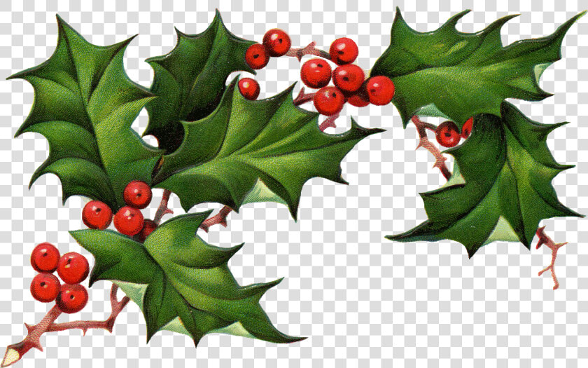 Christmas Holly Png Christmas Clipart Holly The Best   Holly Png  Transparent PngTransparent PNG