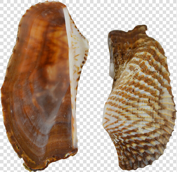 Turkey Wing Shells Seashells 2 2   Shell  HD Png DownloadTransparent PNG