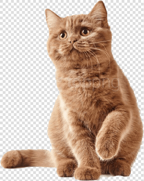 Cute Kittens Png   Antizecche Per Gatti  Transparent PngTransparent PNG