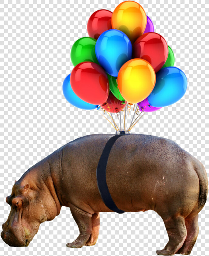  hippo  nobackground  png  balloon  Transparent PngTransparent PNG