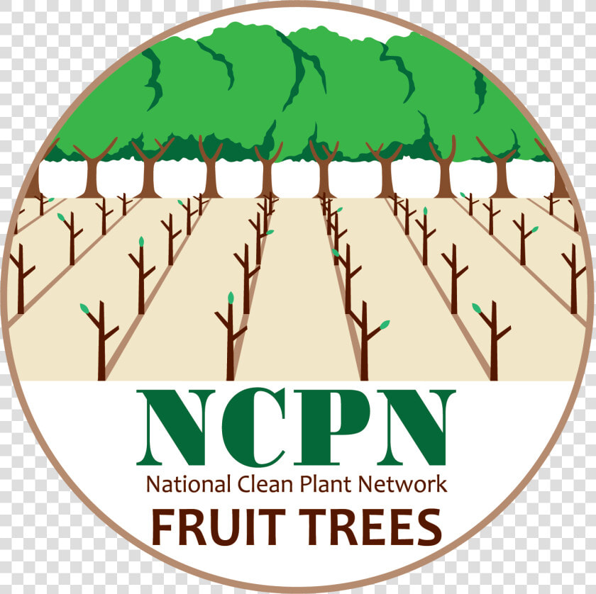 Ncpn fruit Tree Png   Hops  Transparent PngTransparent PNG