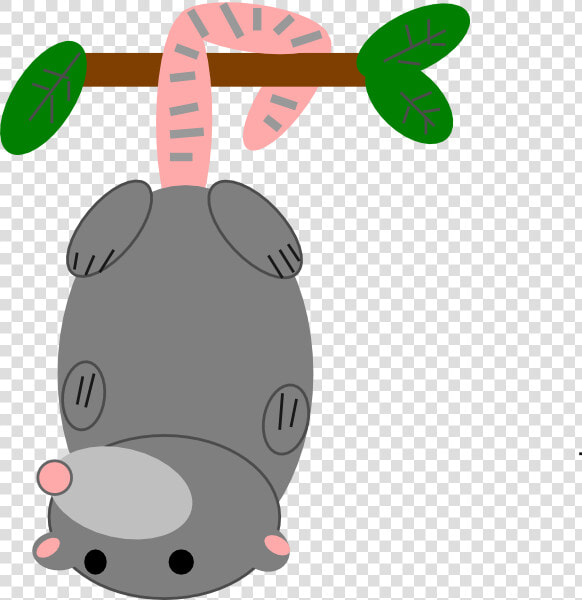 Opossum Clipart  HD Png DownloadTransparent PNG