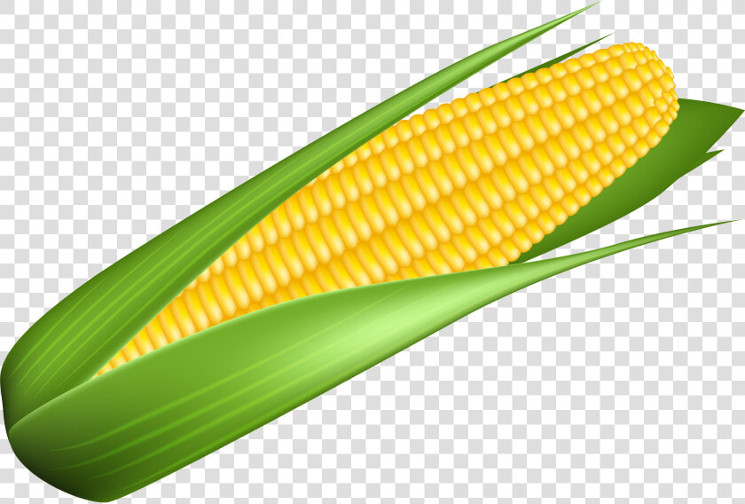 Corn Transparent Image   Transparent Background Corn Clipart  HD Png DownloadTransparent PNG