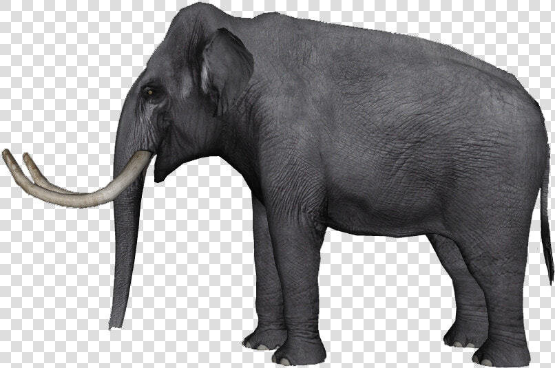 Indian Elephant African Elephant Tusk Wildlife Curtiss   Elephas Hysudrindicus  HD Png DownloadTransparent PNG