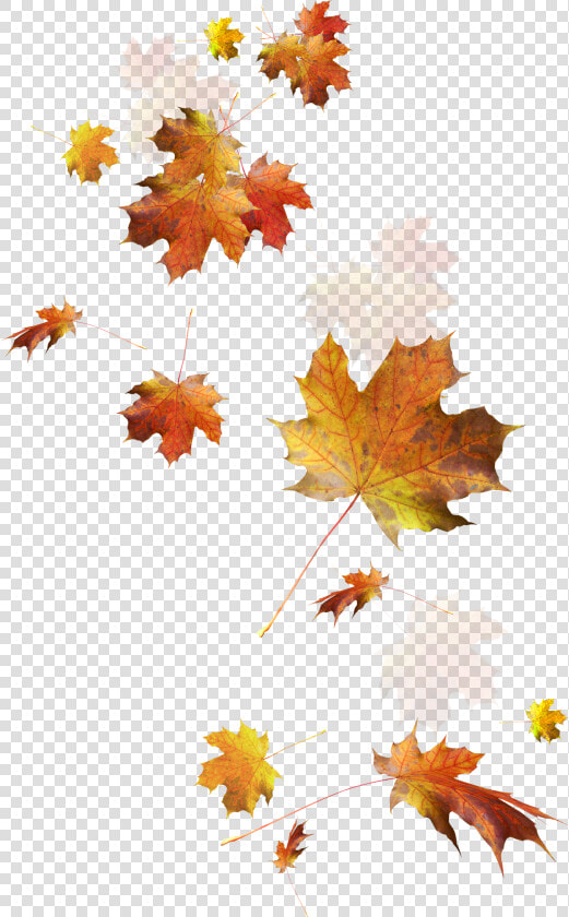 Autumn Leaves Autumn Leaf Color   Fall Leaves Transparent Background  HD Png DownloadTransparent PNG