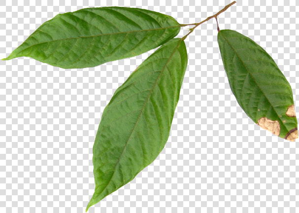 Hojas Del Arbol De Cacao  HD Png DownloadTransparent PNG