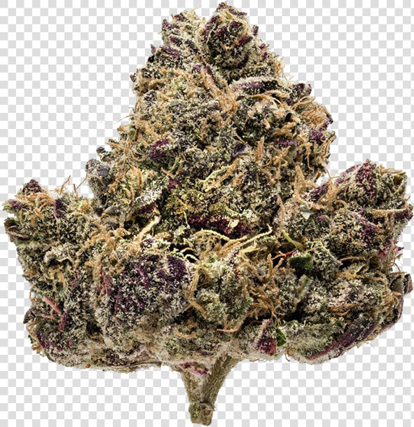 Northern Emeralds Sapphire Kush Strain Photo   Northern Emeralds Sapphire Kush  HD Png DownloadTransparent PNG