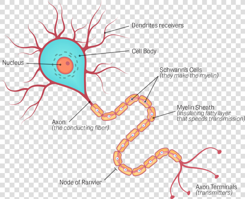 Human Brain Neuron Diagram  HD Png DownloadTransparent PNG