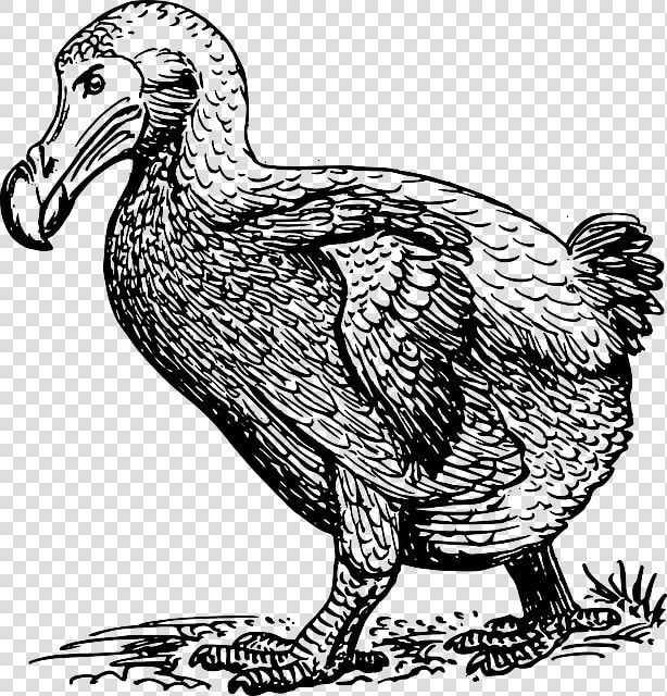 Dodo Walking   Sketch Of Dodo Bird  HD Png DownloadTransparent PNG