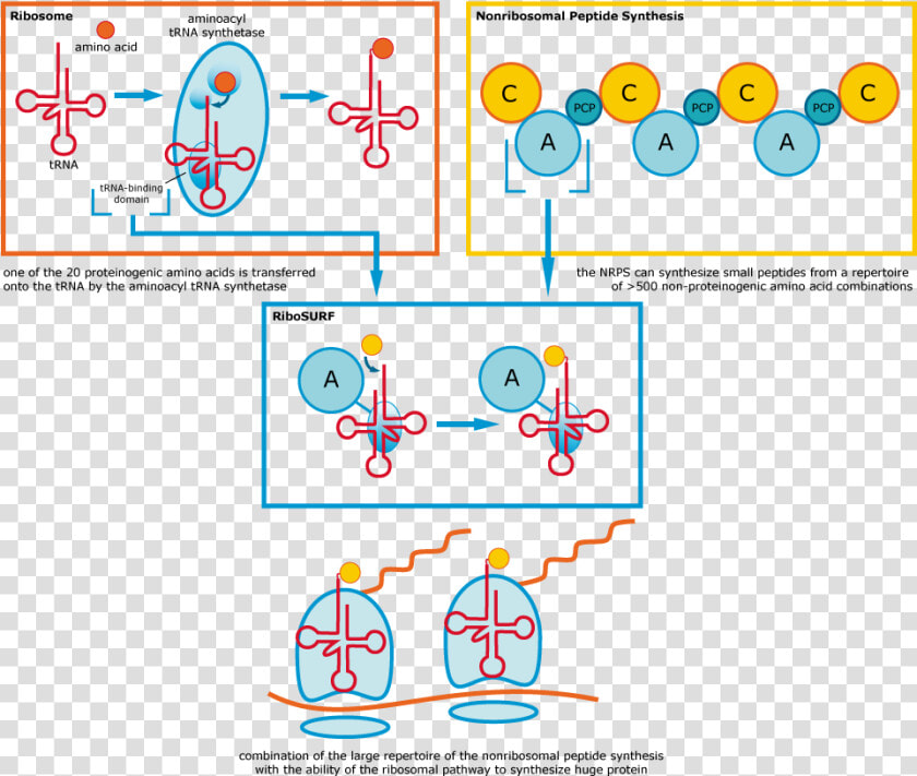 Figure   Nonribosomal Peptide Synthetases Domain  HD Png DownloadTransparent PNG