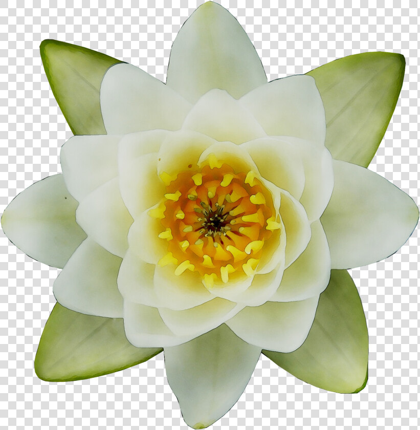 Transparent Water Plants Png   Top View Water Lily Png  Png DownloadTransparent PNG