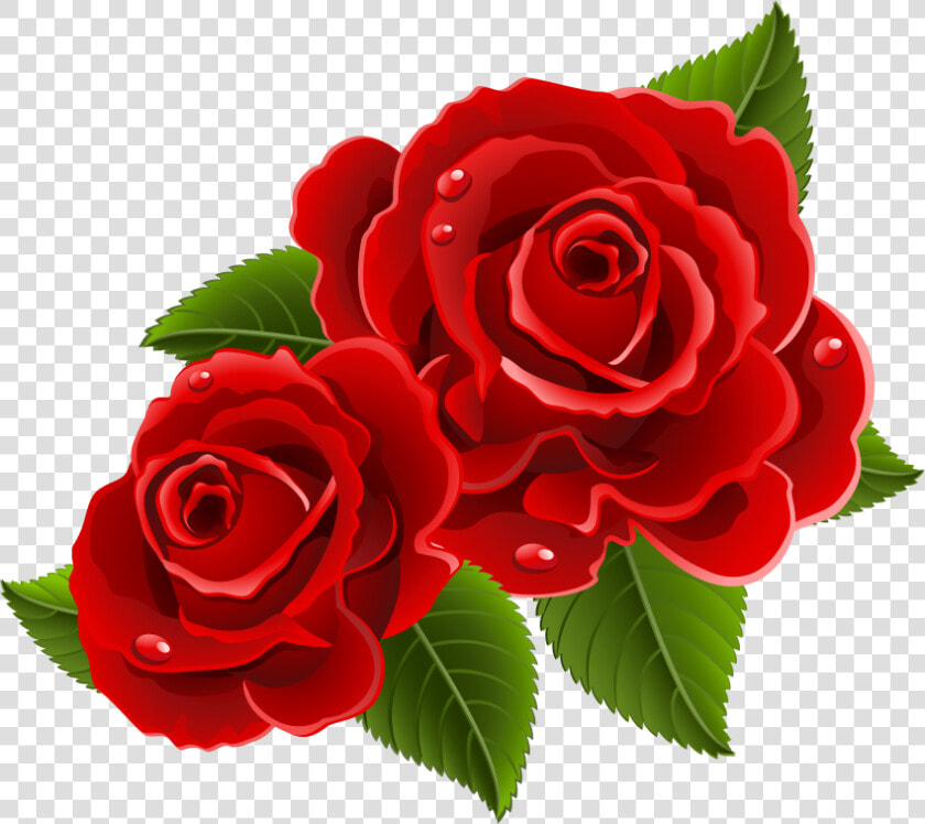 China rose   Beautiful Images Of Rose Flowers  HD Png DownloadTransparent PNG