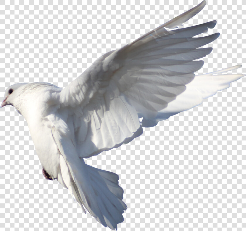 Rock Dove Columbidae Bird Flight   Typical Pigeons  HD Png DownloadTransparent PNG