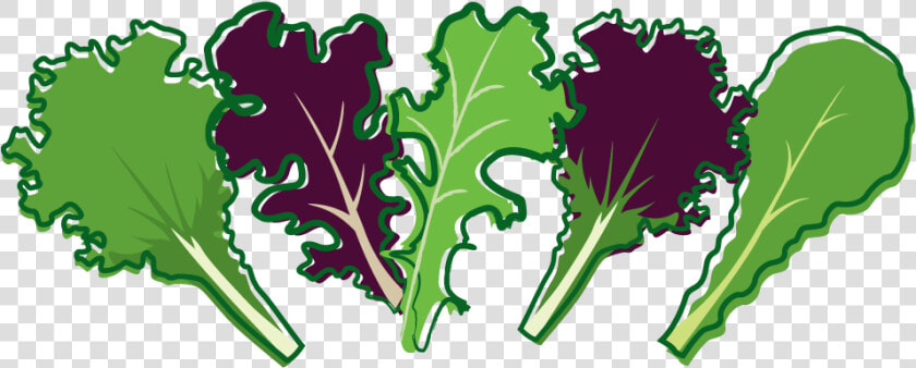 Cabbage Clipart Salad Leave   Salad Leaf Clip Art  HD Png DownloadTransparent PNG