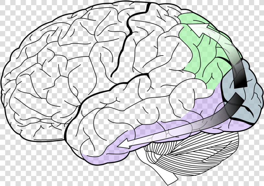 Lobes Of The Brain  HD Png DownloadTransparent PNG