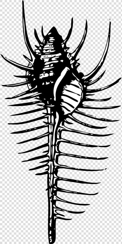 Shell Diagram Of Murex  HD Png DownloadTransparent PNG