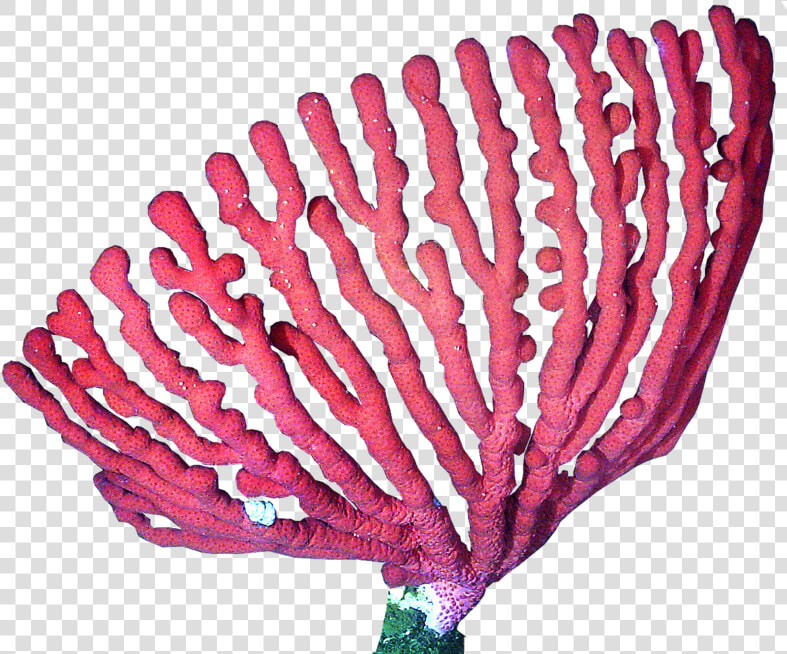 Presentation Name On Emaze   Coral Png  Transparent PngTransparent PNG